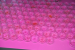 nanotekhnologii-v-apk-uchenye-skfu-razrabotali-novyj-sposob-stimulyacii-rosta-goroha-ncfu-ru-01 (3).jpg