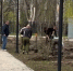 Территория Новопятигорского озера преображается - Пятигорская правда